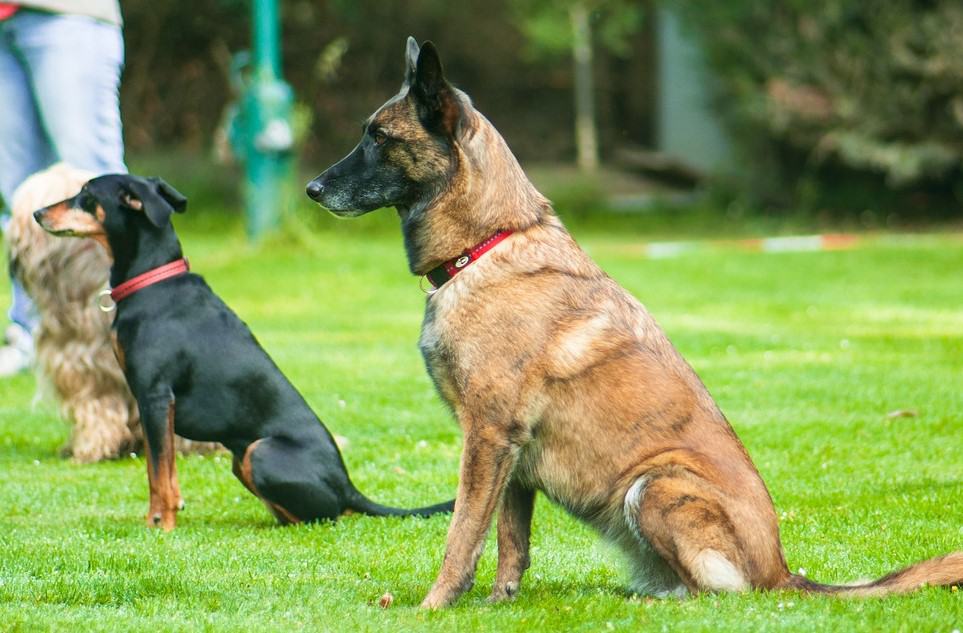 How to Practice Dog Obedience with Tips