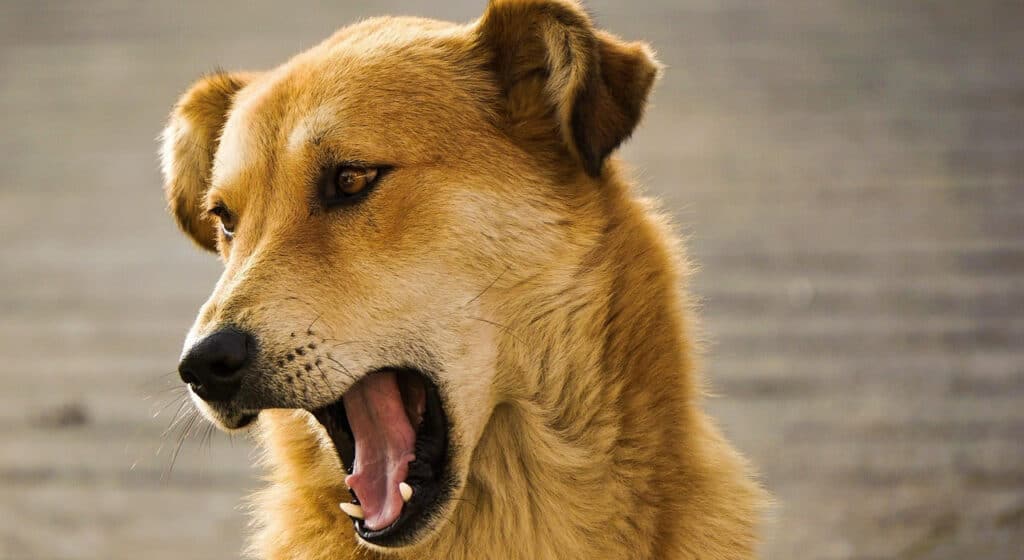 Understanding Canine Body Lnaguage & Vocalizations