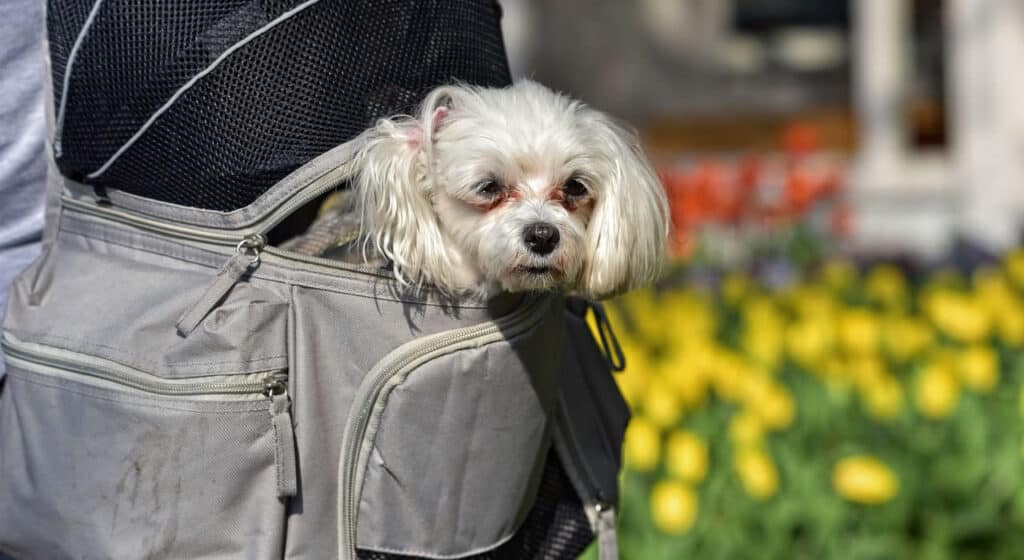 Best Dog Carrier Backpack for Small Dogs