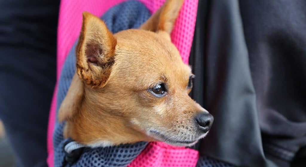 Best Dog Carrier Sling Bags for Small DOgs