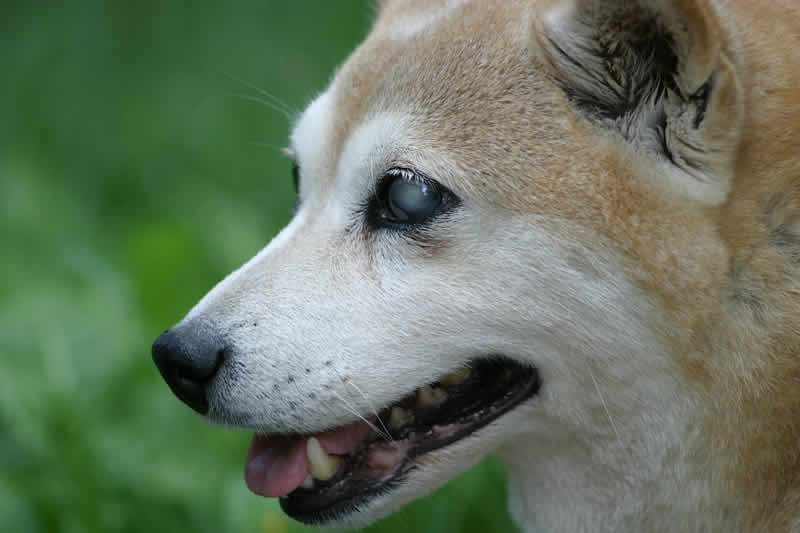 Blind Dog Halo