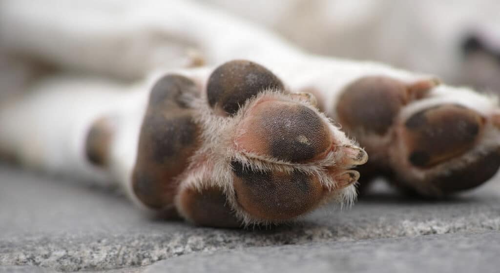 Photo of closeup of a dog's paw pad