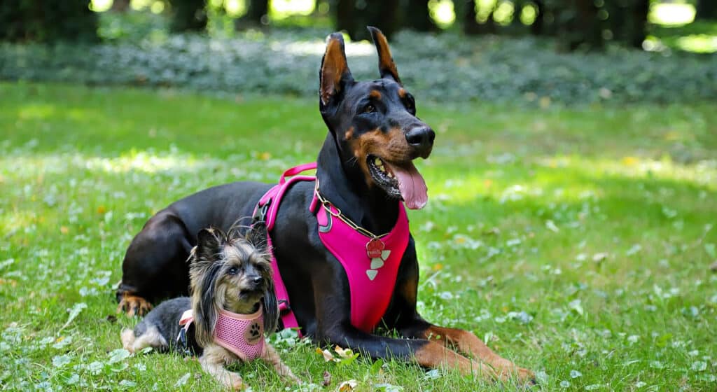 Photo of a Yorkshire Terrier & Doberman wearing dog harnesses