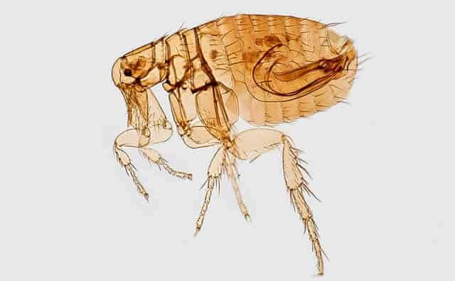 Fleas - Itching in Dogs