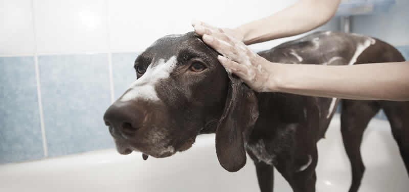 Best Dog Washer Hose for Dog Bathing 