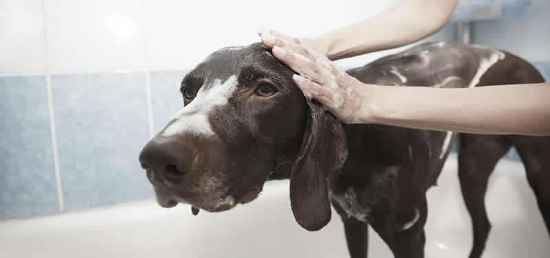 Dog Bathing 