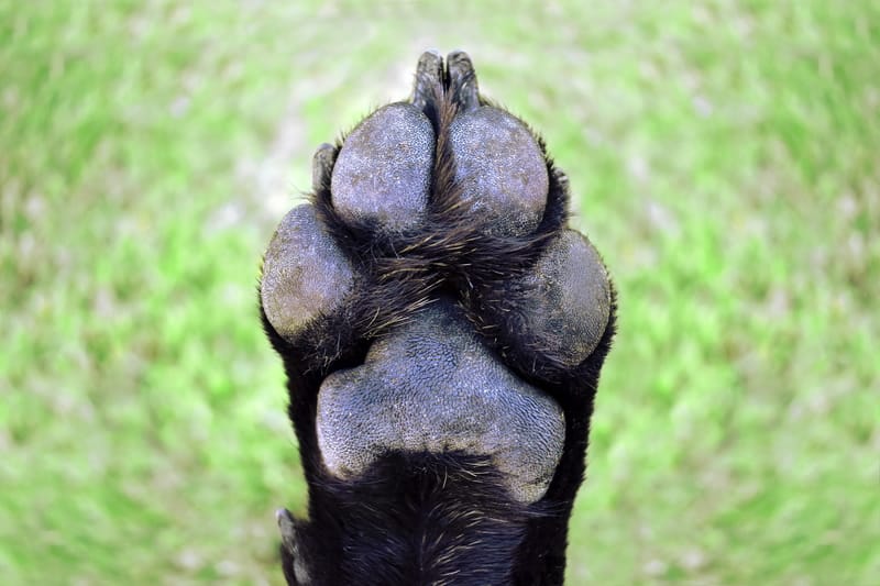 Photo showing The under side of a dog paw with a grass background