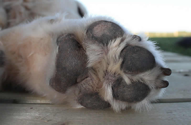 Dog Paw Pads