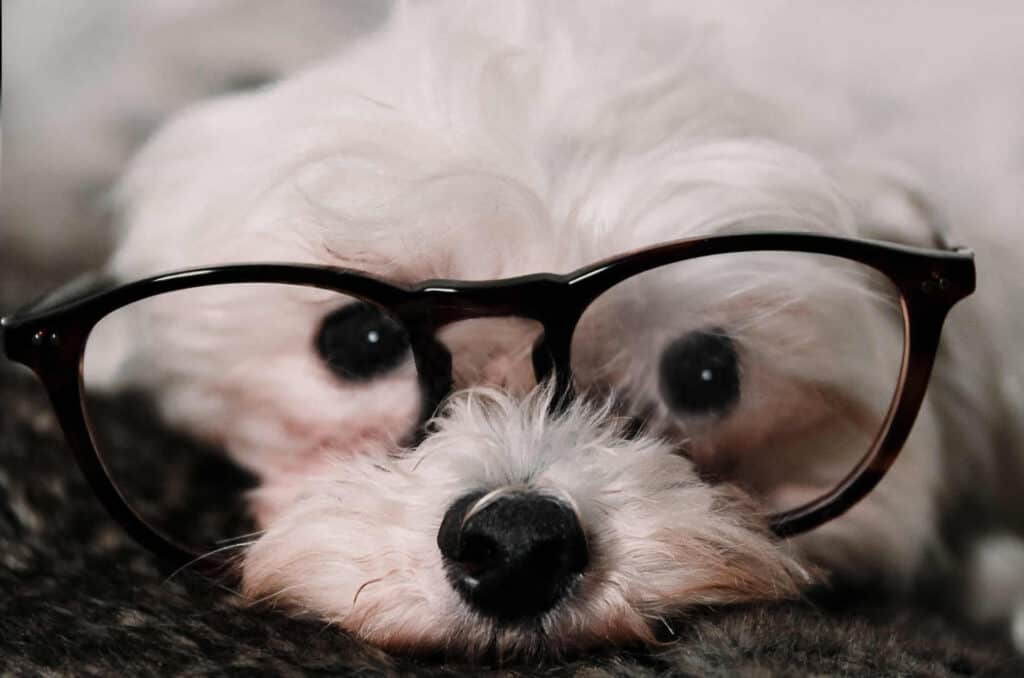 Dog with Glasses