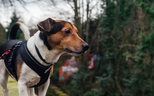 Jack Russell wearing a dog harness