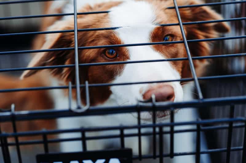 Dog looking out from its dog crate