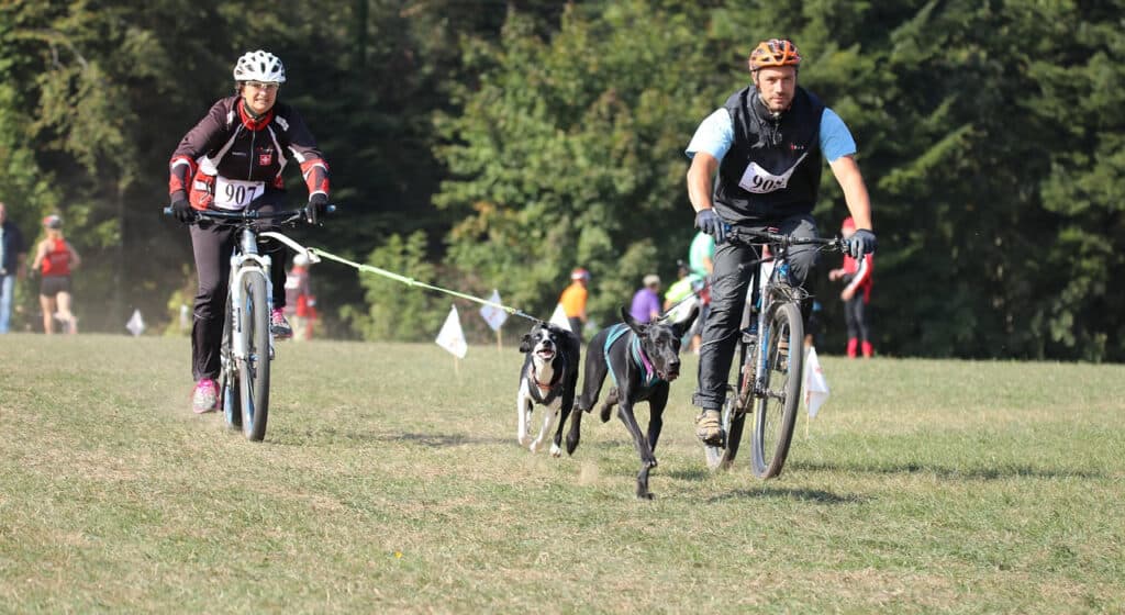 Photo of A Bike Race With Dogs on Dog Bike Leash