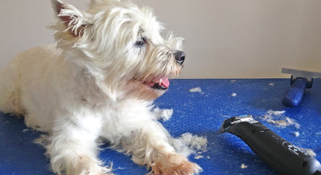 Photo of West Highland Terrier lying on a grooming table with a dog clippers and some lose dog hairs on the