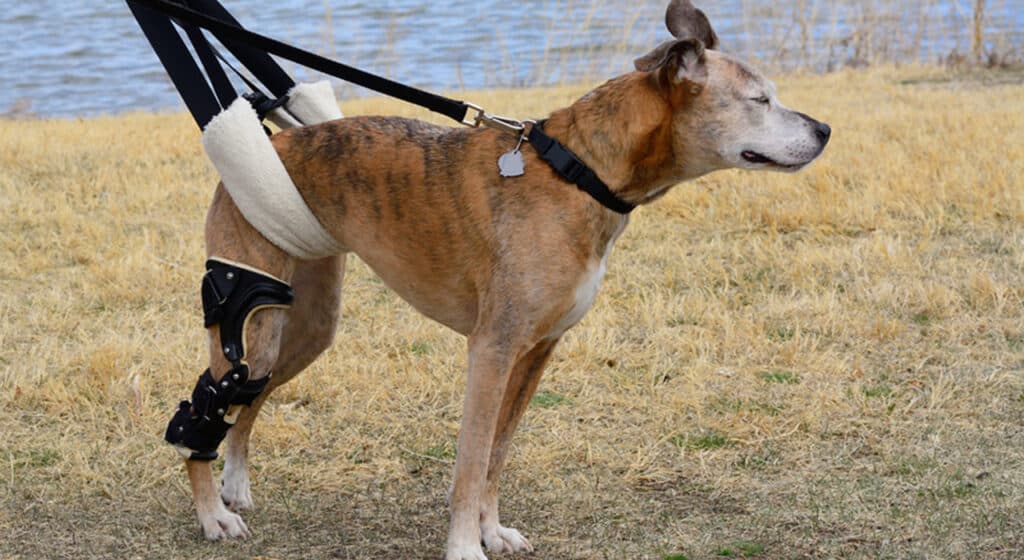 Dog wearing a dog lift harness