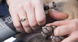 Close up photo of dog nail grinder