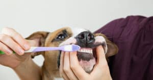 Photo of a dog getting his teeth brushed with a toothbrush.