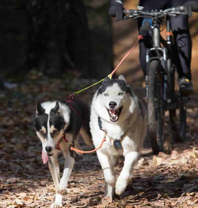 Dog Bike Leash
