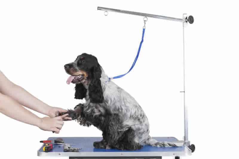 Photo of a Spaniel on a dog grooming table