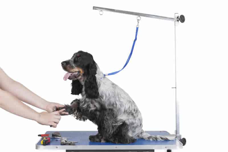 Dog Grooming Table