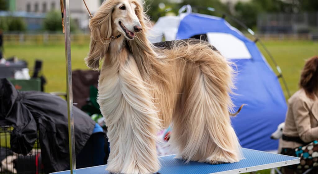 Photo of an aghan Hound standing on a Dog Grooming Table