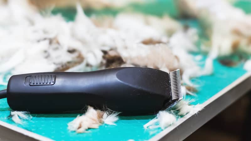 Photo of Dog Hair Clipper resting on a grooming table with dog hair around it