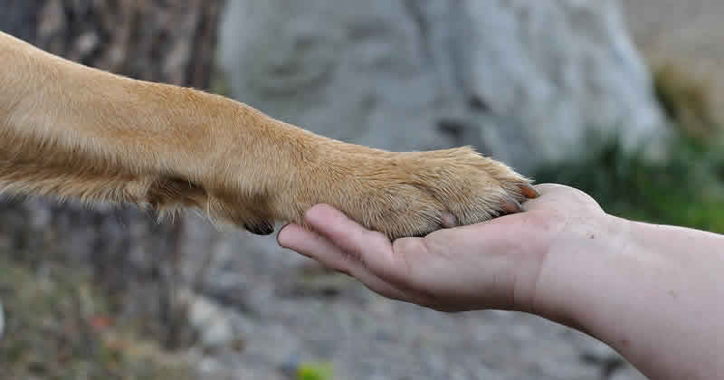 Dog Paw and Human Hand