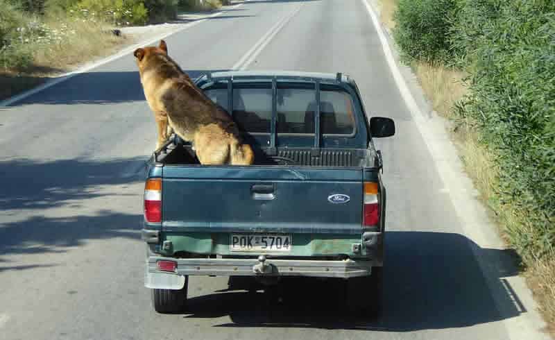 Dog in Pickup Truck