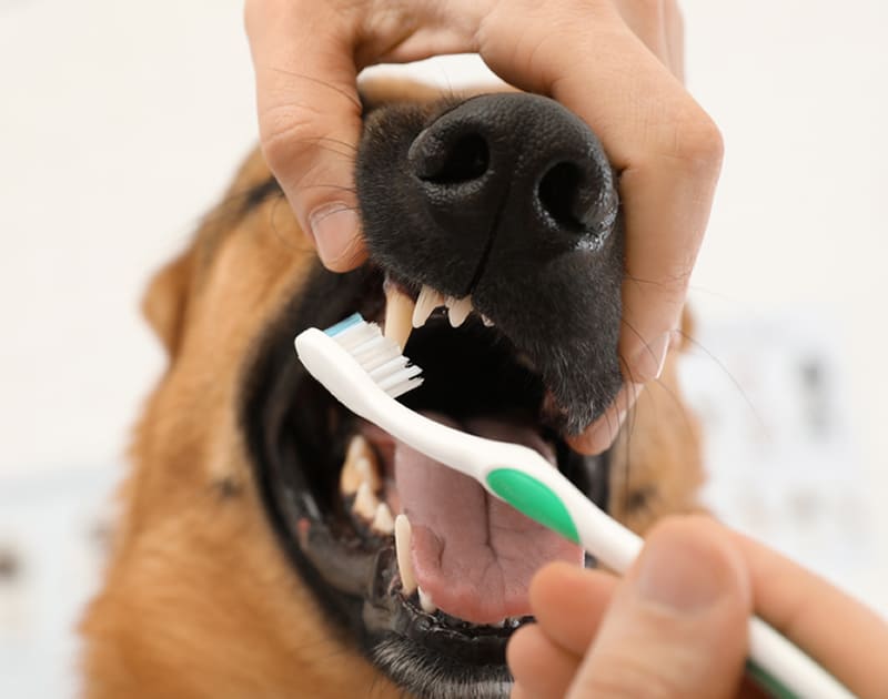Woman cleaning dog`s teeth with toothbrush indoors