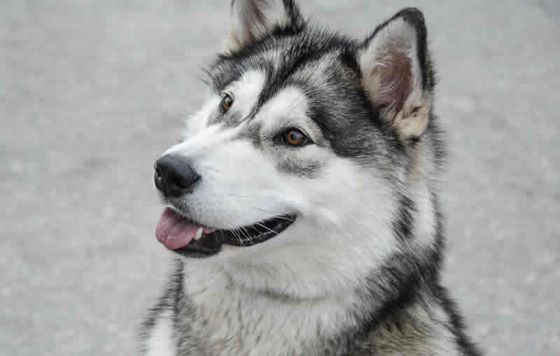 Doubled Coat Dog - Alaskan Malamute