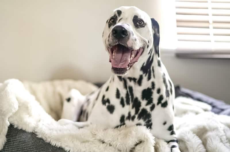 Dalmation dog lying in his dog bed looking at the camera