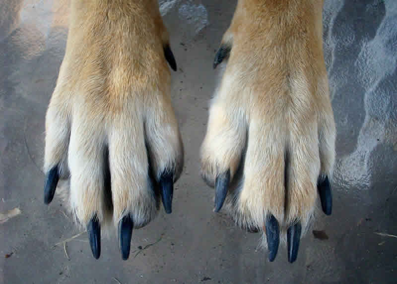 Long Dog Nails