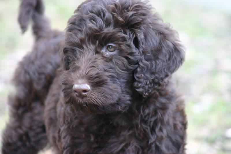 Non Shed Dog - Labradoodle