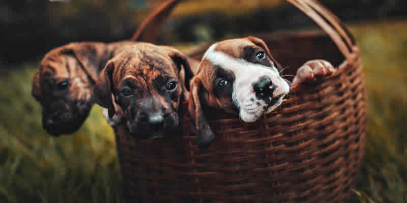 3 adorable puppies lying in a basket looking out