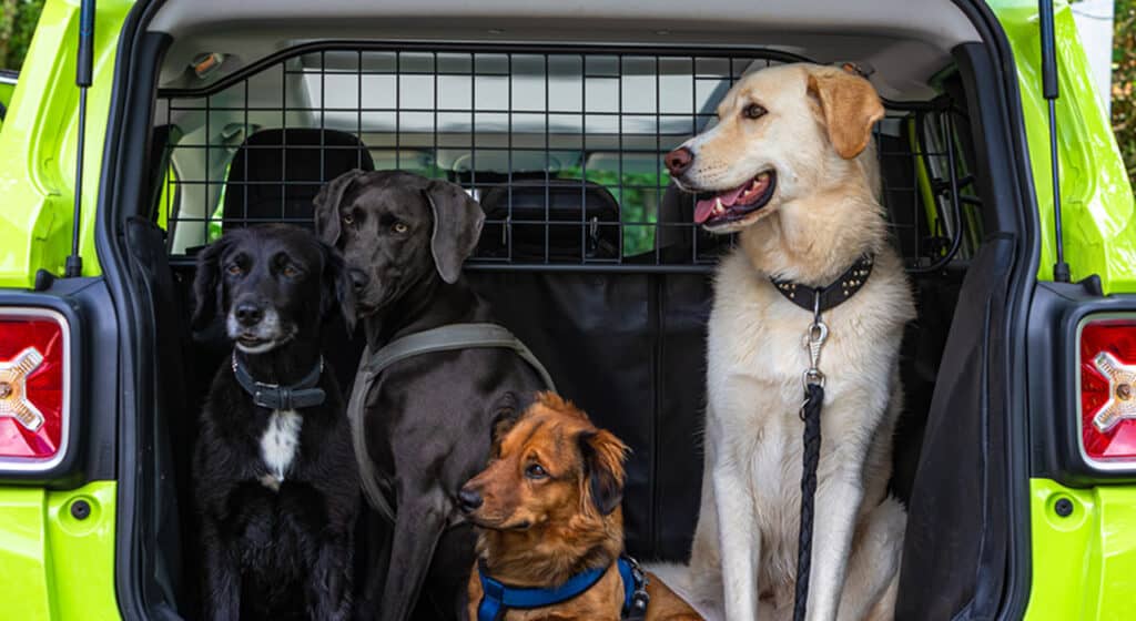 Photo showing 3 dogs behind a dog car barrier