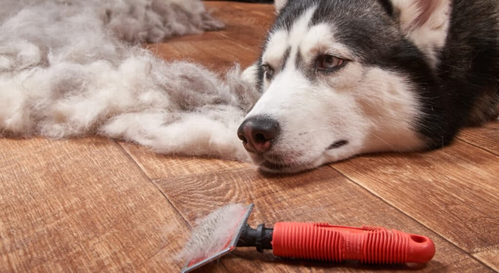Photo of Husky lying beside a slicker brush with loose dogs hairs on the floor