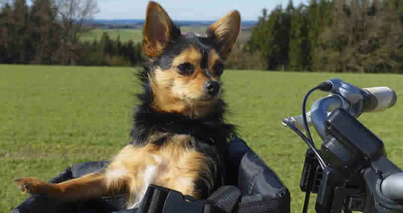 Dog Bike Basket