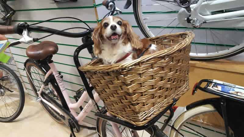 Dog Bike Basket