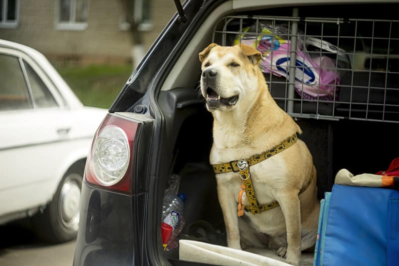 Dog waiting in the back of car with dog car barrier behind him