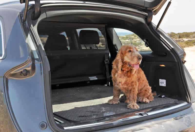 Dog Car Barrier