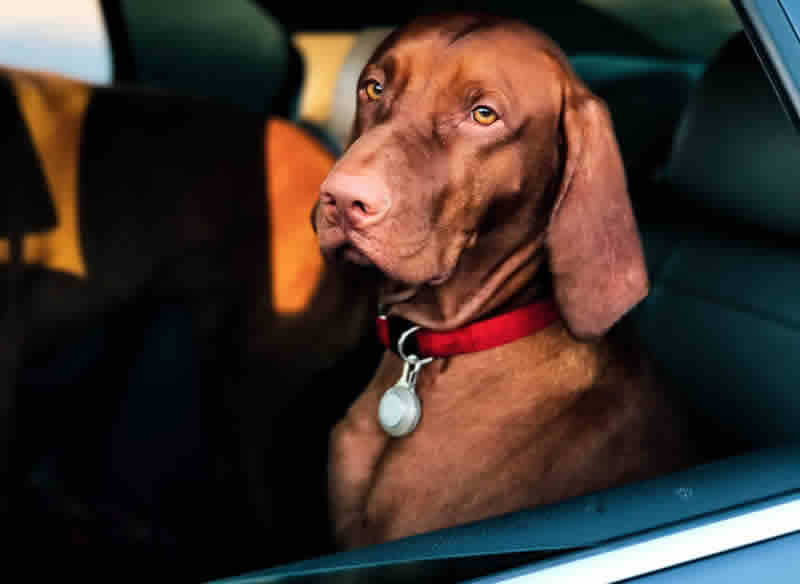 Dog in car back seat