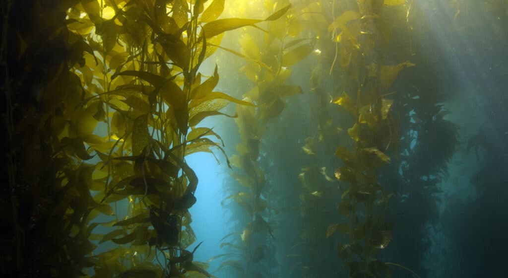 Photo of Kelp growing at sea, the new superfood for dogs