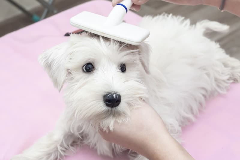 Photo of a West Highland Terrier with a groomer using a slicker brush on the hair around the top of the head