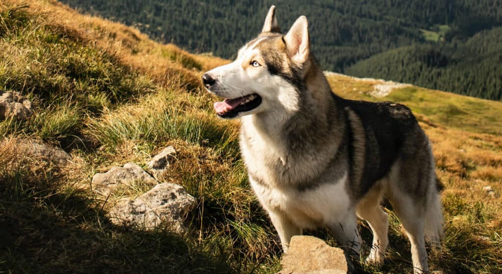 Photo of a Husky in the sunlight on the mountains