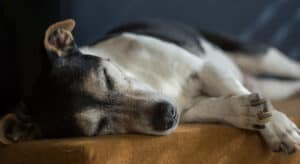 Photo of a seniorJack Russell Terrier sleeping soundly