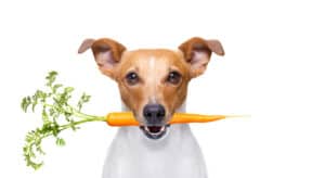 Photo of Jack Russell Terrier holding a raw carrot in its mouth