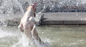 Photo of a dog having fun in a big water fountain