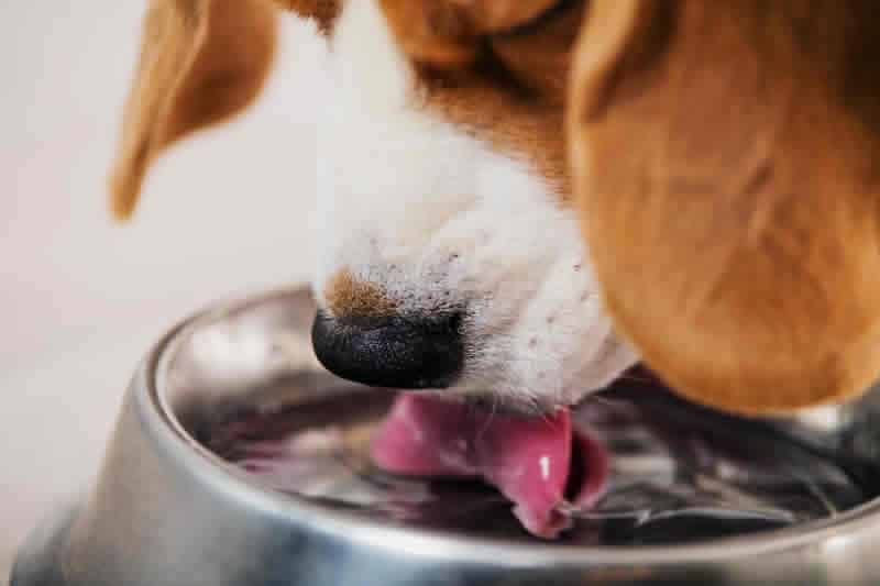 Dog Water Fountains