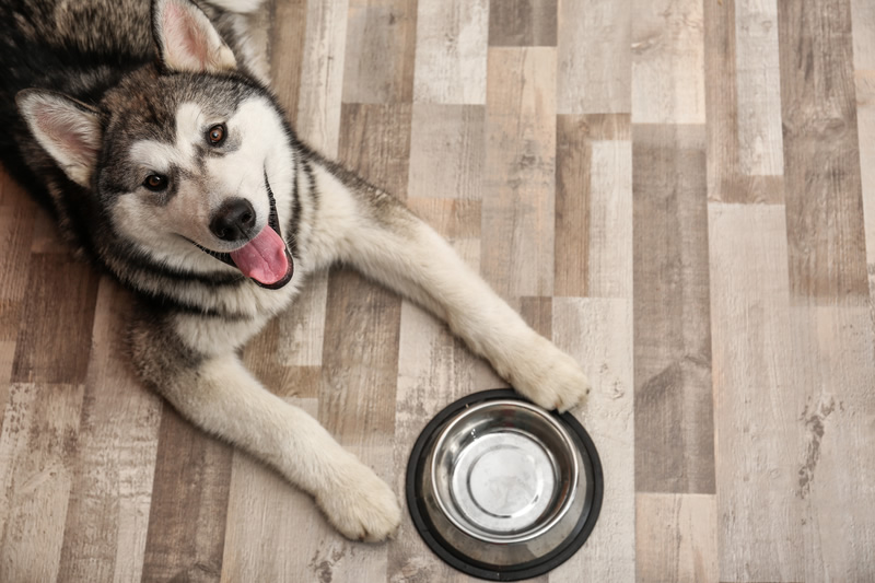Photo of Husky lying down beside his food bowl waiting for food