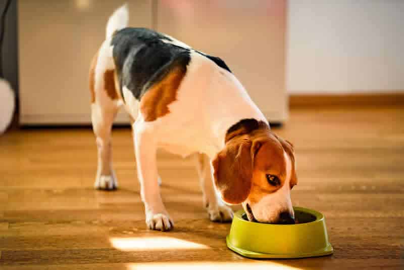 Salmon Oil Supplement for Dogs