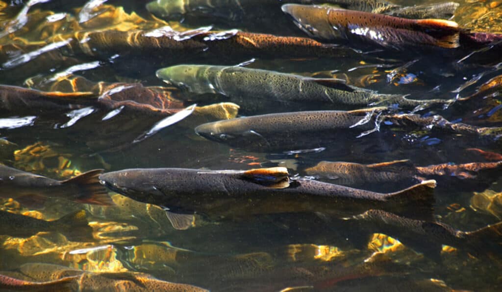 Photo just below the water of Pacific Salmon in a group together